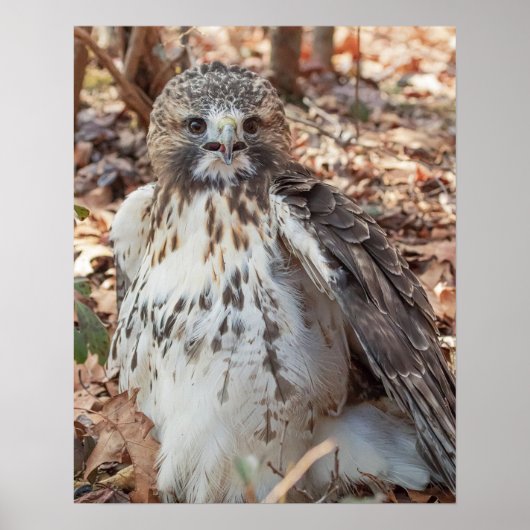 赤によって後につかれるタカ ポスター (正面)