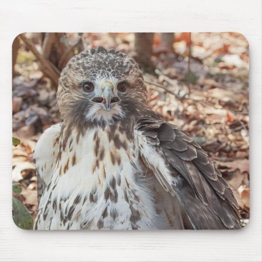 赤によって後につかれるタカ マウスパッド (正面)