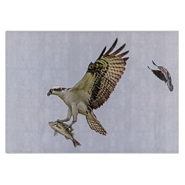 赤によって追跡されているミサゴによってはクロドリが飛びました カッティングボード