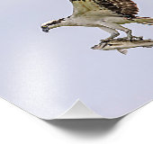 赤によって追跡されているミサゴによってはクロドリが飛びました フォトプリント            (角)