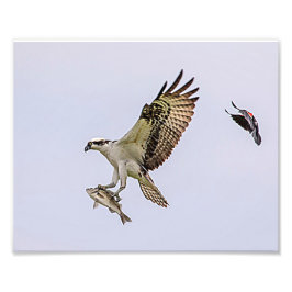 赤によって追跡されているミサゴによってはクロドリが飛びました フォトプリント           