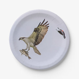 赤によって追跡されているミサゴによってはクロドリが飛びました ペーパープレート