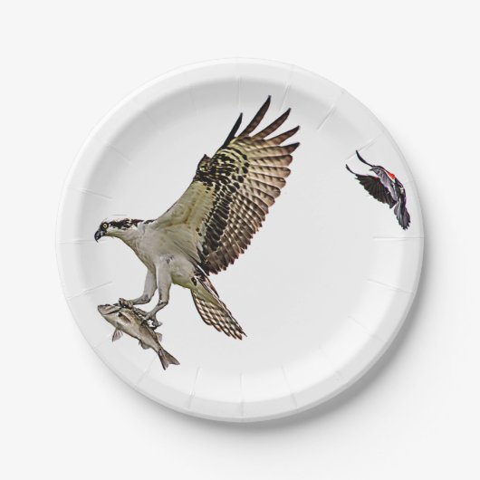 赤によって追跡されているミサゴによってはクロドリが飛びました ペーパープレート (正面)