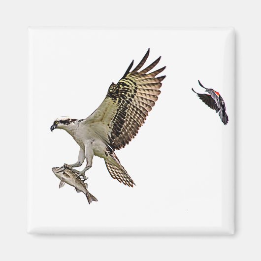 赤によって追跡されているミサゴによってはクロドリが飛びました マグネット (正面)