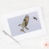 赤によって追跡されているミサゴによってはクロドリが飛びました 長方形シール (封筒)