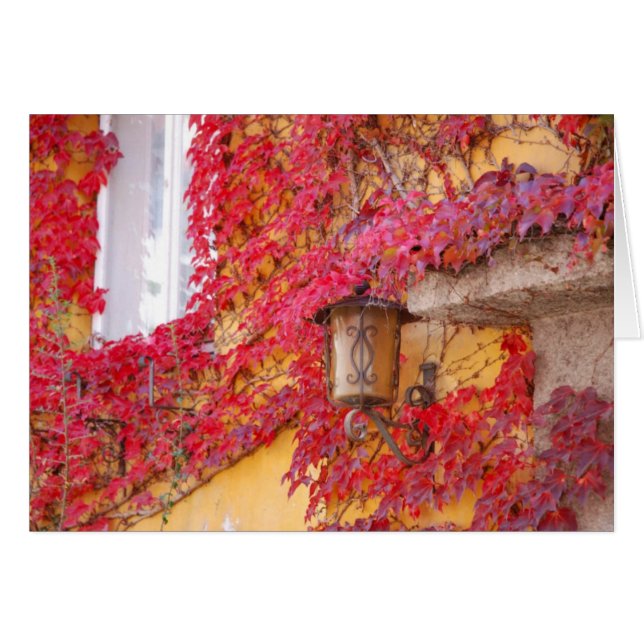 赤の葉 (正面横)