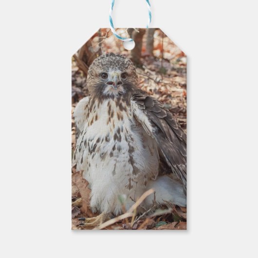 赤は倍増したタカの後につきました ギフトタグ (正面)