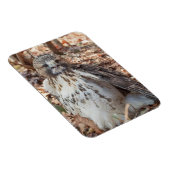 赤は倍増したタカの後につきました マグネット (右側)