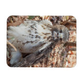 赤は倍増したタカの後につきました マグネット (横)