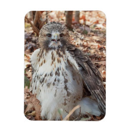 赤は倍増したタカの後につきました マグネット