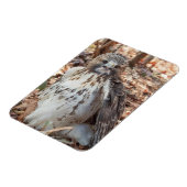 赤は倍増したタカの後につきました マグネット (左側)