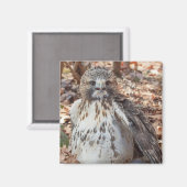 赤は倍増したタカの後につきました マグネット (正面/裏面)