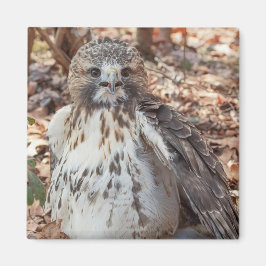 赤は倍増したタカの後につきました マグネット