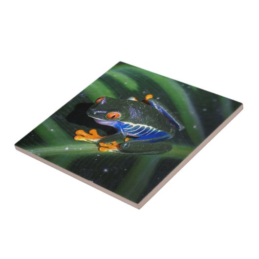 赤は葉のカエルを注目します タイル (側面)