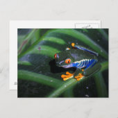 赤は葉のカエルを注目します ポストカード (正面/裏面)