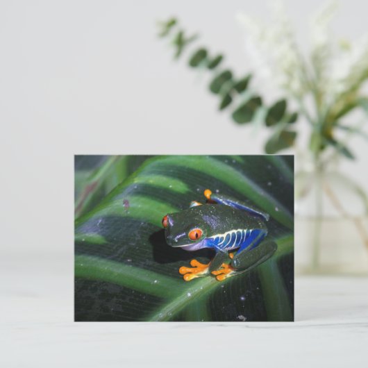 赤は葉のカエルを注目します ポストカード (スタンド正面)