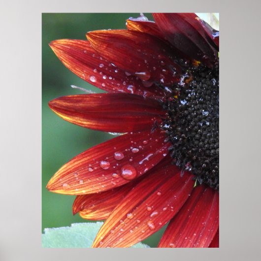 赤ひまわりポスター ポスター (正面)