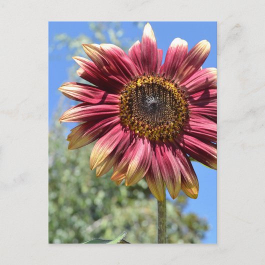 赤ひまわり葉書 ポストカード (正面)