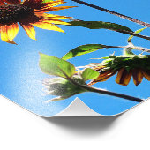 赤ひまわり2つ8 x 10 フォトプリント            (角)