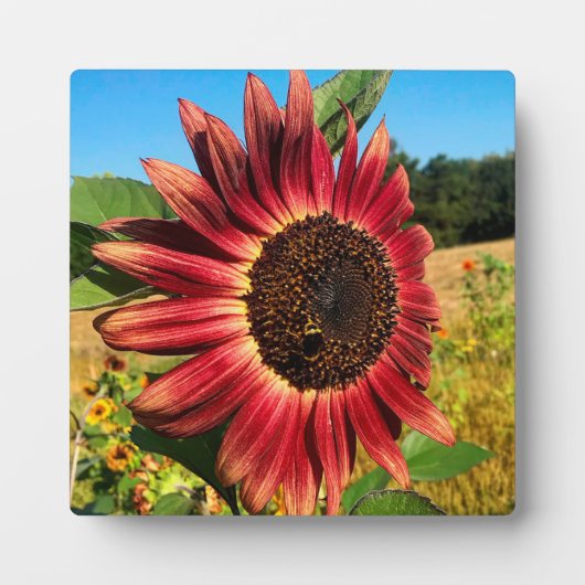 赤ひまわり フォトプラーク (正面)