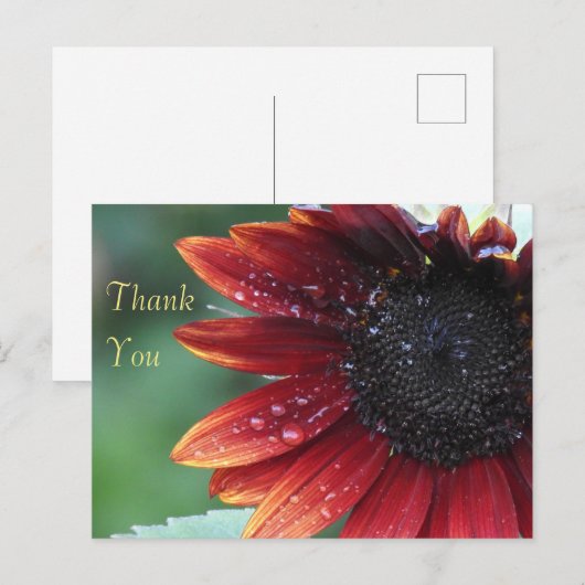 赤ひまわり ポストカード (正面/裏面)