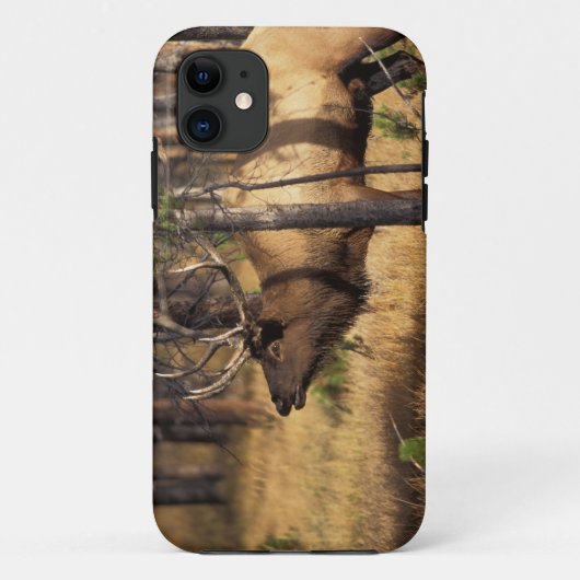 赤みを帯びた茶色のヘラジカ Cervus elaphus Case-Mate iPhoneケース (裏面)