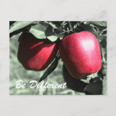 赤りんご違うは感動的葉書 ポストカード (正面)