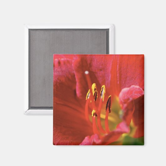 赤を表示 マグネット (正面/裏面)