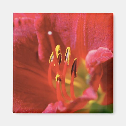 赤を表示 マグネット (正面)