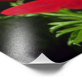 赤アネモン フォトプリント            (角)