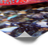 赤アフリカ産のヒメダイ ポスター (角)