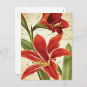 赤アマリリスクリスマスフラワーボタニカル シーズンポストカード (正面/裏面)