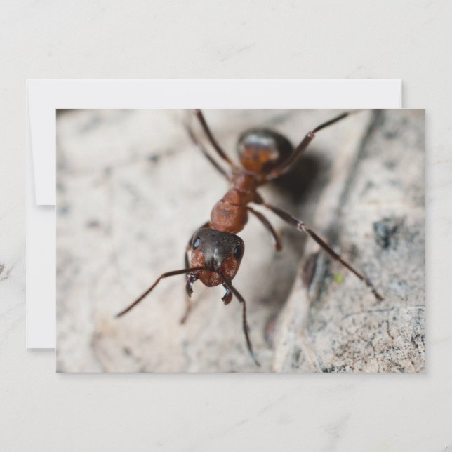 赤アリのマクロ (正面)