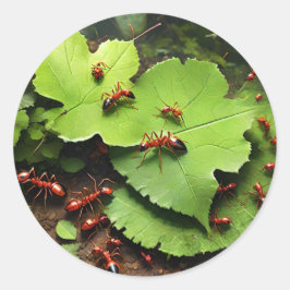 赤アリ ラウンドシール