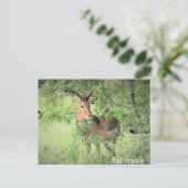 赤インパラアフリカ ポストカード (スタンド正面)