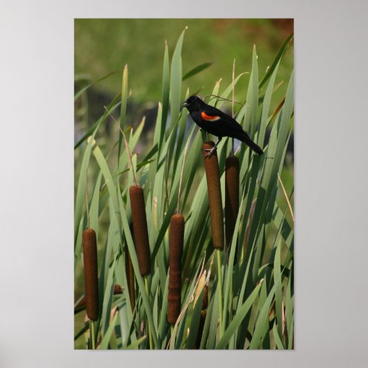 赤ウイング ポスター (正面)