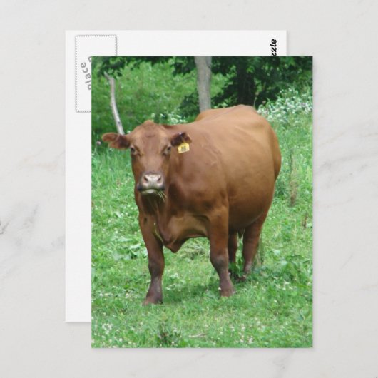 赤ウシ ポストカード (正面/裏面)