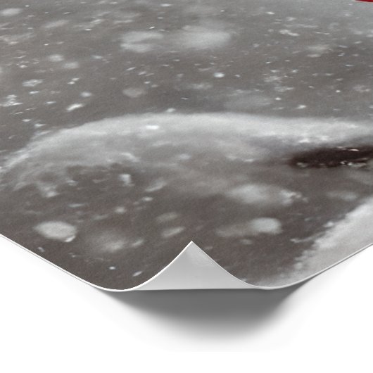 赤エレガント(鳥)ショウジョウコウカンチョウ鳥アート ポスター (角)