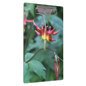 赤オダマキ（植物） クリップボード (右)