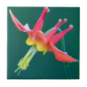 赤オダマキ（植物） タイル (正面)