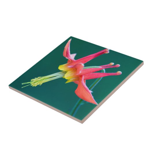 赤オダマキ（植物） タイル (側面)