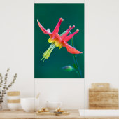 赤オダマキ（植物） ポスター (キッチン)