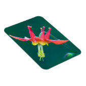 赤オダマキ（植物） マグネット (右側)