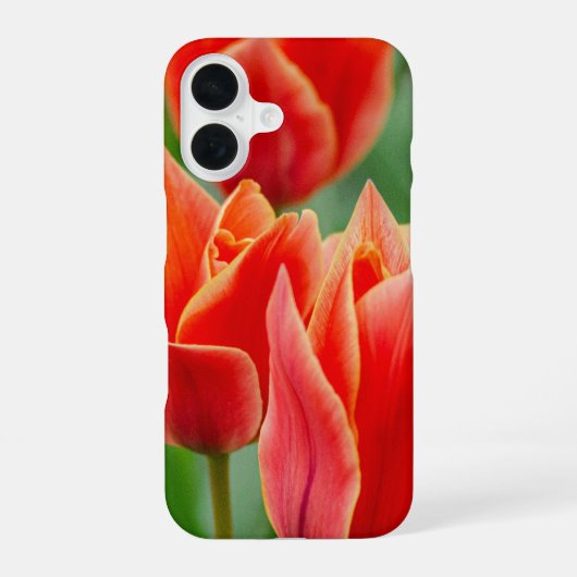 赤オレンジのチューリップ iPhone 16 ケース (裏面)