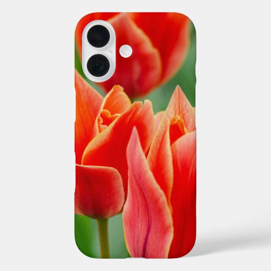 赤オレンジのチューリップ iPhone 16 ケース Case-Mate iPhoneケース (裏面)