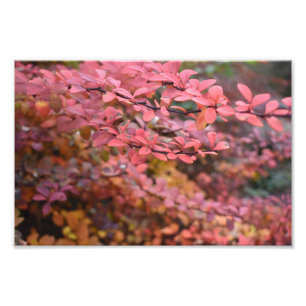 赤オレンジ色の秋葉紅葉自然写真 フォトプリント
