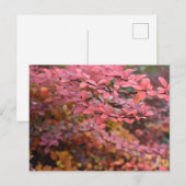 赤オレンジ色の秋葉紅葉自然写真 ポストカード (正面/裏面)