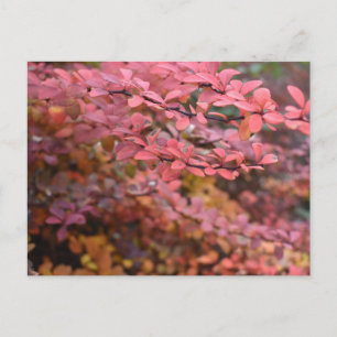 赤オレンジ色の秋葉紅葉自然写真 ポストカード