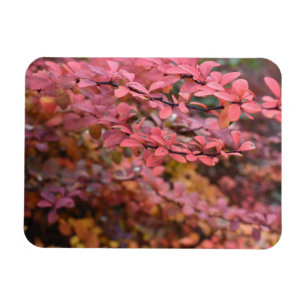 赤オレンジ色の秋葉紅葉自然写真 マグネット