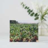 赤オーガニックシャード海 ポストカード (スタンド正面)